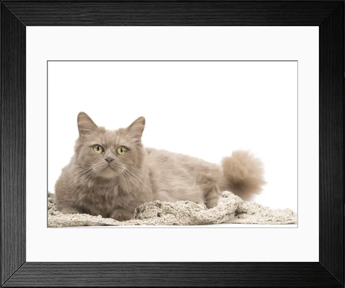 Framed Print : Picture No. 12010711 Framed Print : Picture No. 12010711