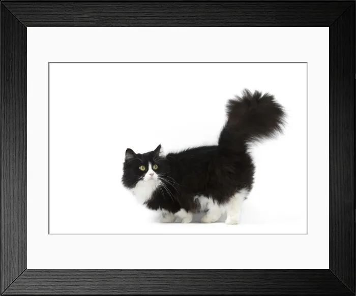 Framed Print : Picture No. 12010712 Framed Print : Picture No. 12010712