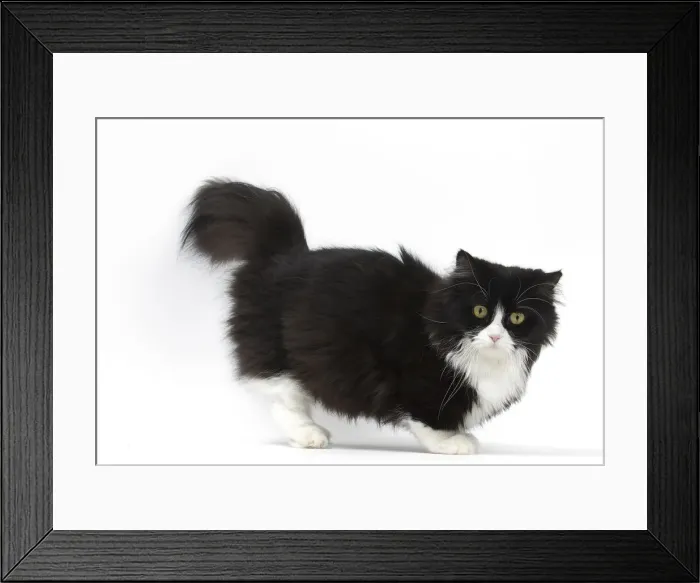 Framed Print : Picture No. 12010713 Framed Print : Picture No. 12010713