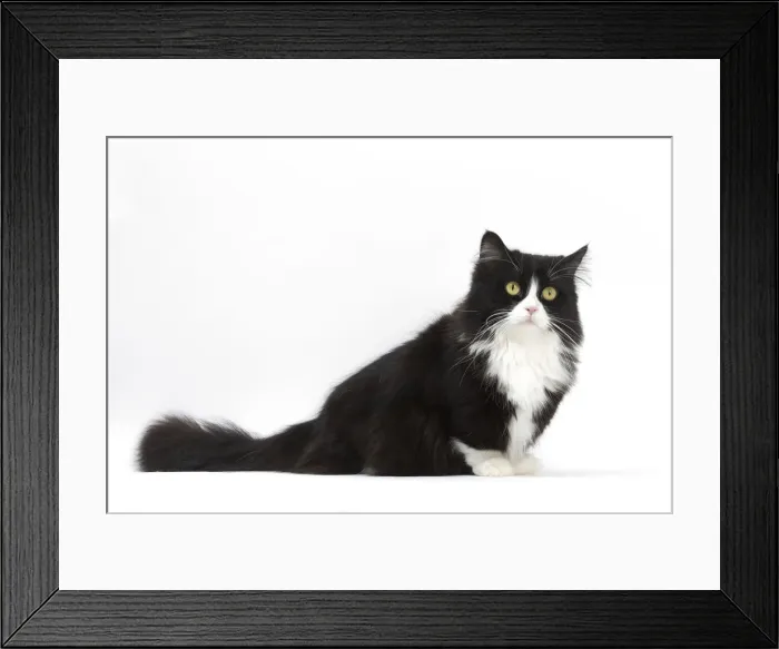 Framed Print : Picture No. 12010714 Framed Print : Picture No. 12010714