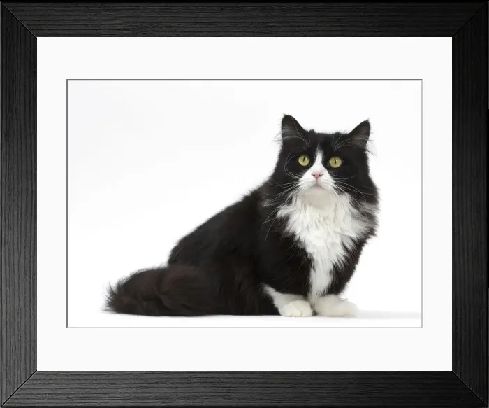Framed Print : Picture No. 12010715 Framed Print : Picture No. 12010715