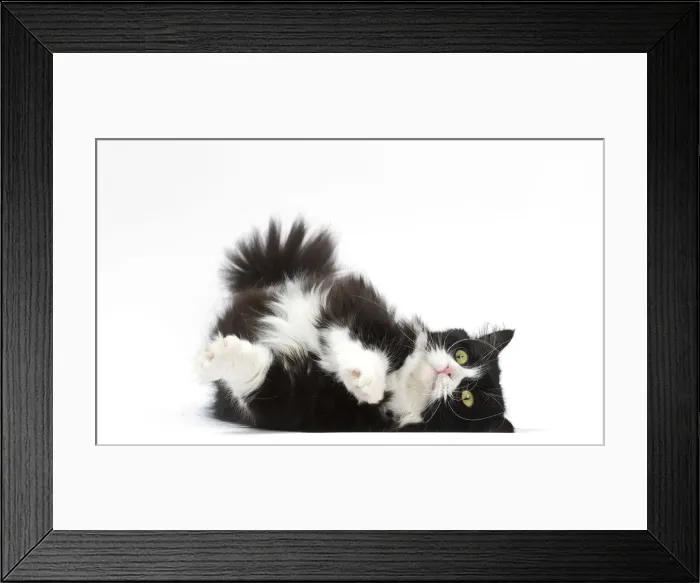 Framed Print : Picture No. 12010717 Framed Print : Picture No. 12010717
