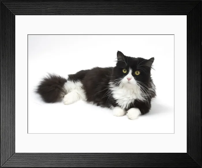 Framed Print : Picture No. 12010719 Framed Print : Picture No. 12010719
