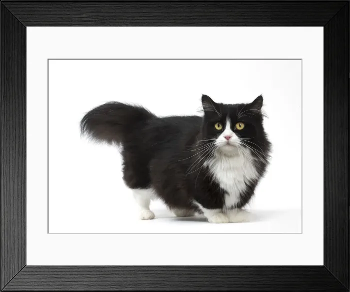 Framed Print : Picture No. 12010723 Framed Print : Picture No. 12010723