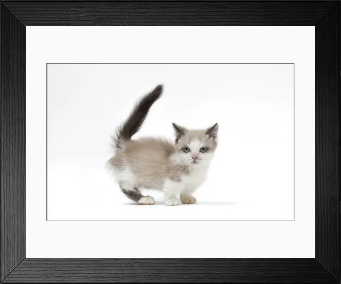 Framed Print : Picture No. 12010724