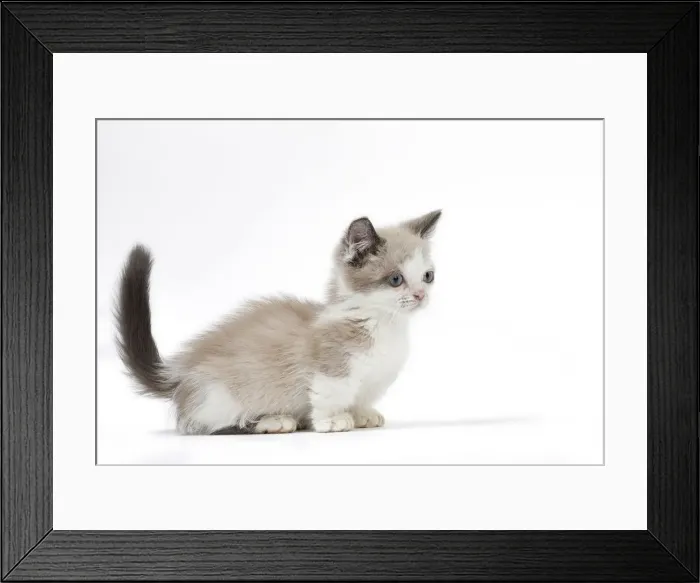 Framed Print : Picture No. 12010726 Framed Print : Picture No. 12010726