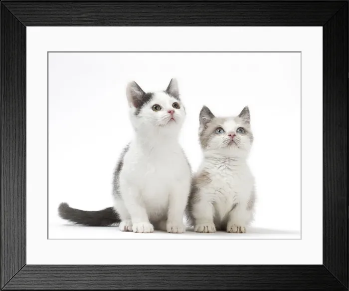 Framed Print : Picture No. 12010727 Framed Print : Picture No. 12010727