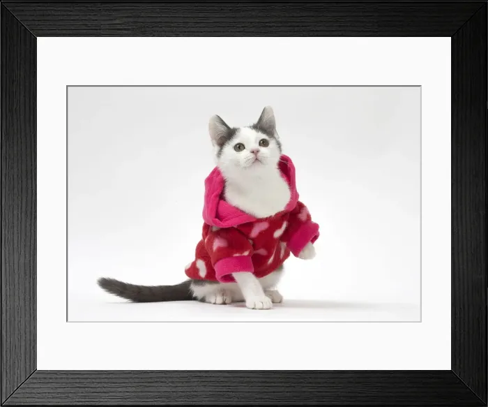 Framed Print : Picture No. 12010729 Framed Print : Picture No. 12010729