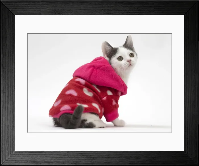 Framed Print : Picture No. 12010731 Framed Print : Picture No. 12010731