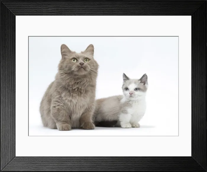 Framed Print : Picture No. 12010736