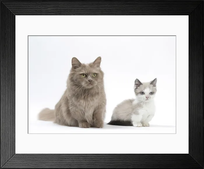 Framed Print : Picture No. 12010737 Framed Print : Picture No. 12010737
