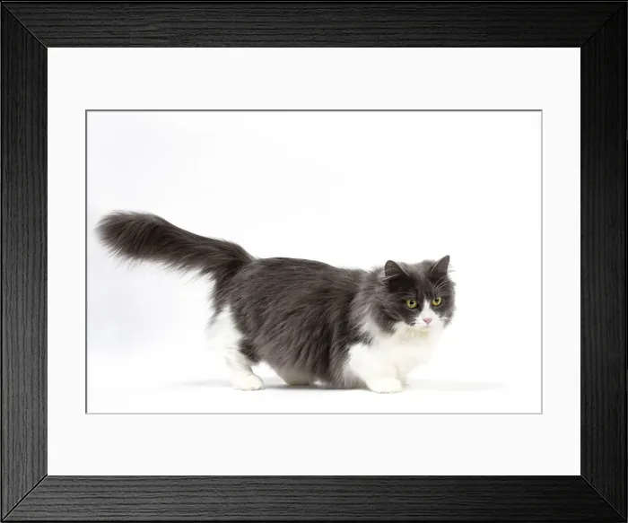 Framed Print : Picture No. 12010738 Framed Print : Picture No. 12010738