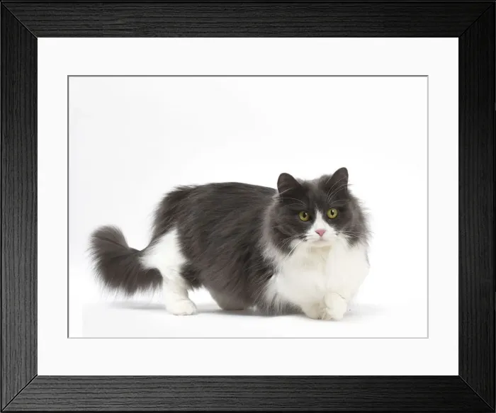 Framed Print : Picture No. 12010739 Framed Print : Picture No. 12010739