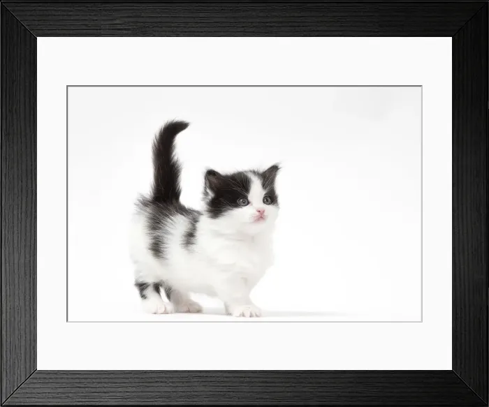 Framed Print : Picture No. 12010740 Framed Print : Picture No. 12010740