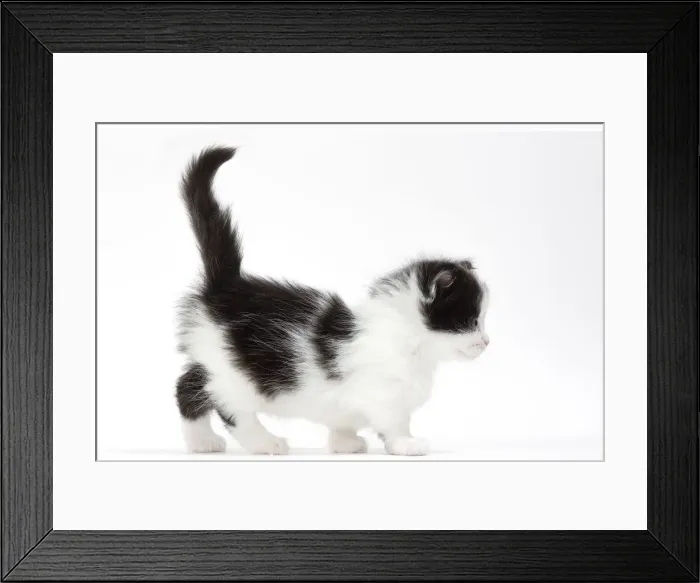 Framed Print : Picture No. 12010741 Framed Print : Picture No. 12010741