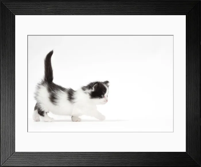 Framed Print : Picture No. 12010742