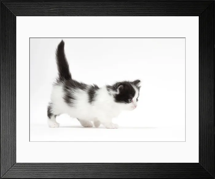 Framed Print : Picture No. 12010743 Framed Print : Picture No. 12010743