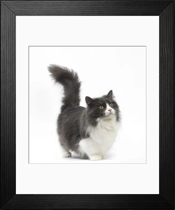 Framed Print : Picture No. 12010744 Framed Print : Picture No. 12010744