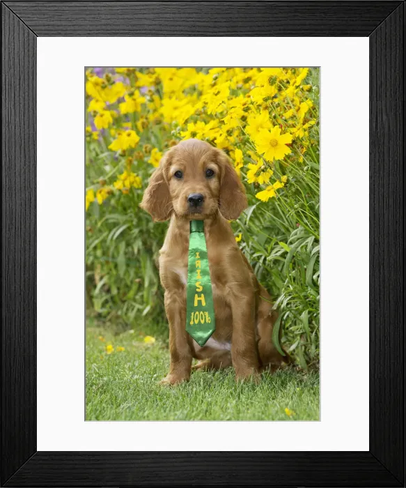 Framed Print : Picture No. 12010859