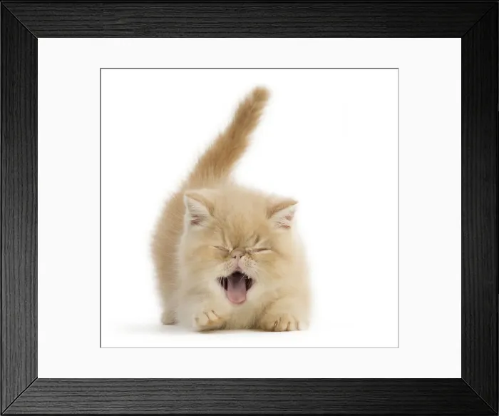 Framed Print : Picture No. 12010863