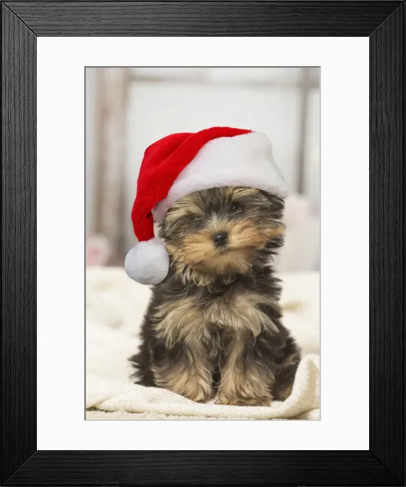 Framed Print : Picture No. 12010877