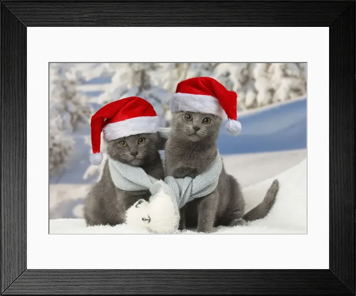 Framed Print : Picture No. 12010880