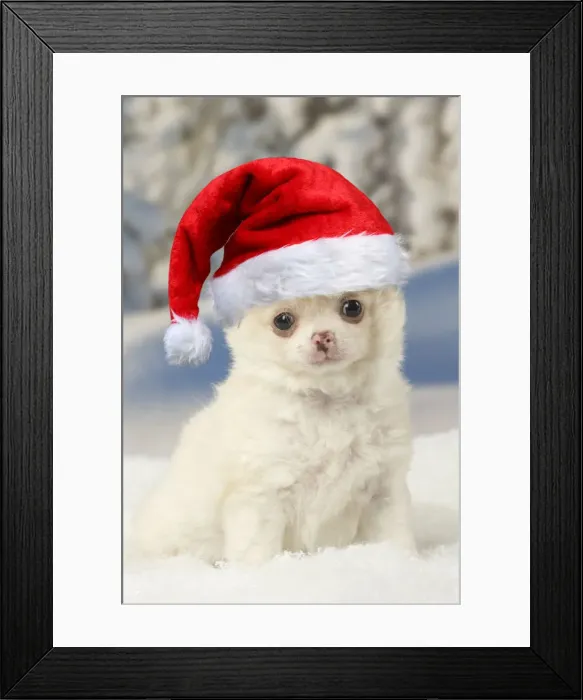 Framed Print : Picture No. 12010881