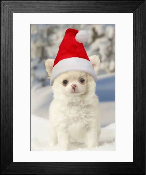 Framed Print : Picture No. 12010882