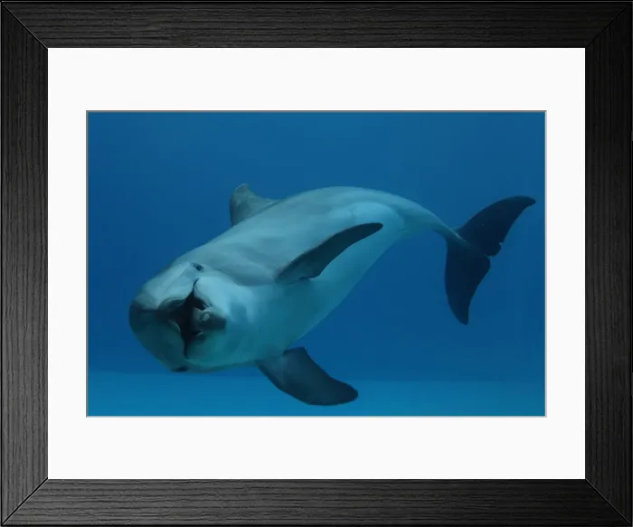 Framed Print : Picture No. 12010823 Framed Print : Picture No. 12010823