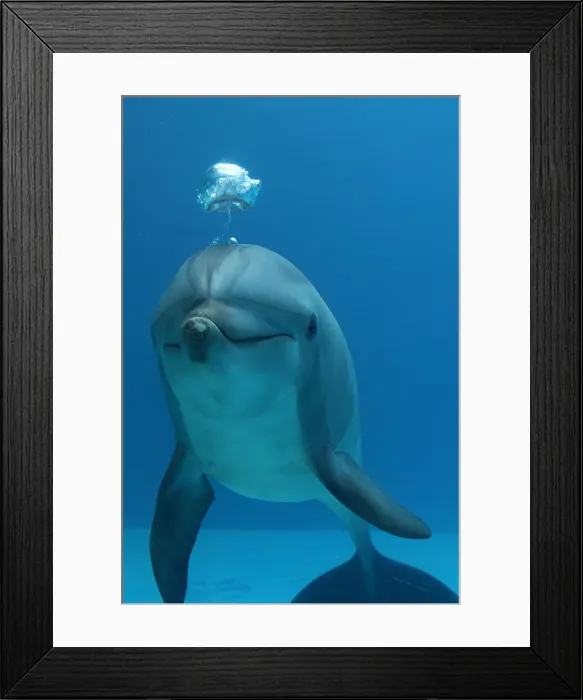 Framed Print : Picture No. 12010824