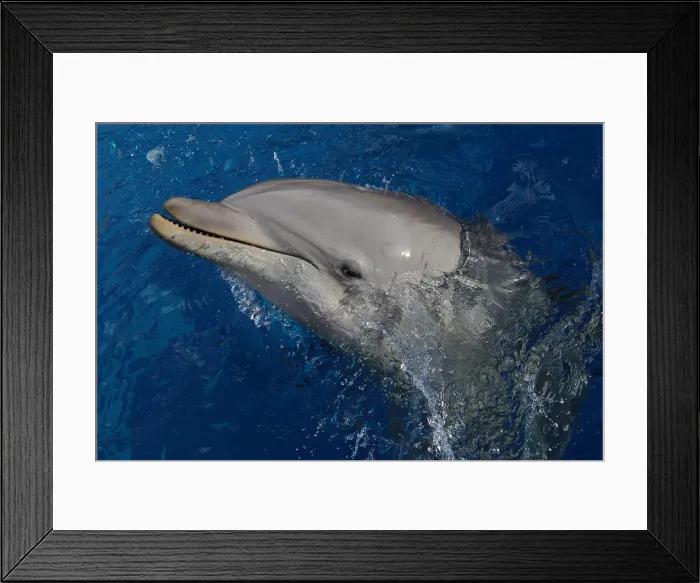 Framed Print : Picture No. 12010825 Framed Print : Picture No. 12010825