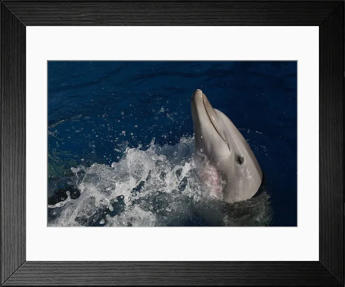 Framed Print : Picture No. 12010826 Framed Print : Picture No. 12010826