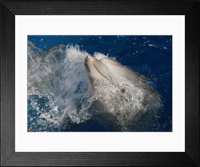 Framed Print : Picture No. 12010827 Framed Print : Picture No. 12010827