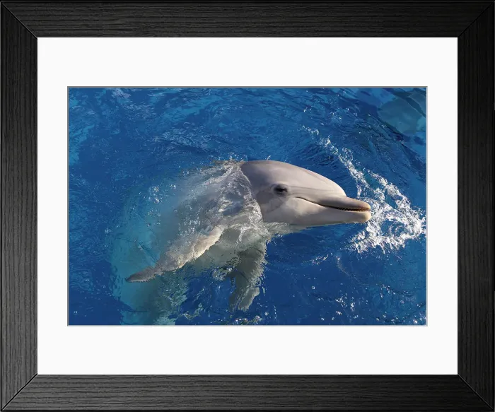 Framed Print : Picture No. 12010828 Framed Print : Picture No. 12010828