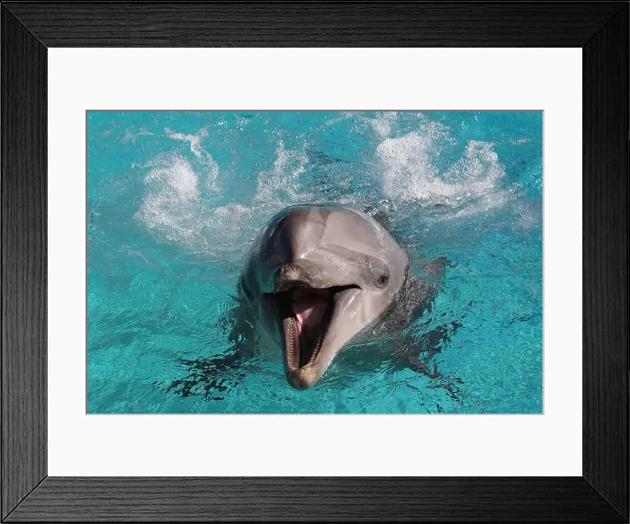 Framed Print : Picture No. 12010829 Framed Print : Picture No. 12010829
