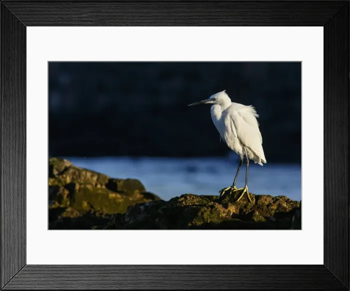 Framed Print : Picture No. 12018961 Framed Print : Picture No. 12018961