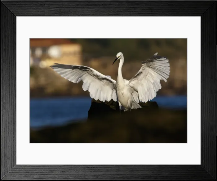 Framed Print : Picture No. 12018964 Framed Print : Picture No. 12018964