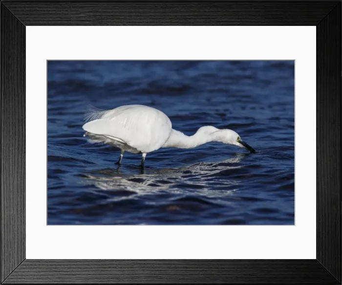 Framed Print : Picture No. 12018965 Framed Print : Picture No. 12018965