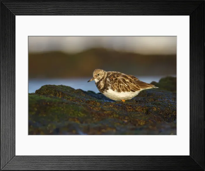 Framed Print : Picture No. 12018969 Framed Print : Picture No. 12018969