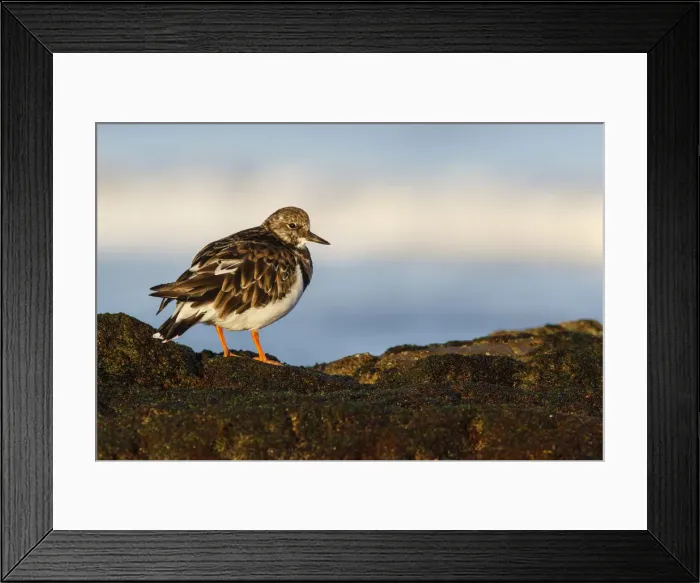 Framed Print : Picture No. 12018970 Framed Print : Picture No. 12018970