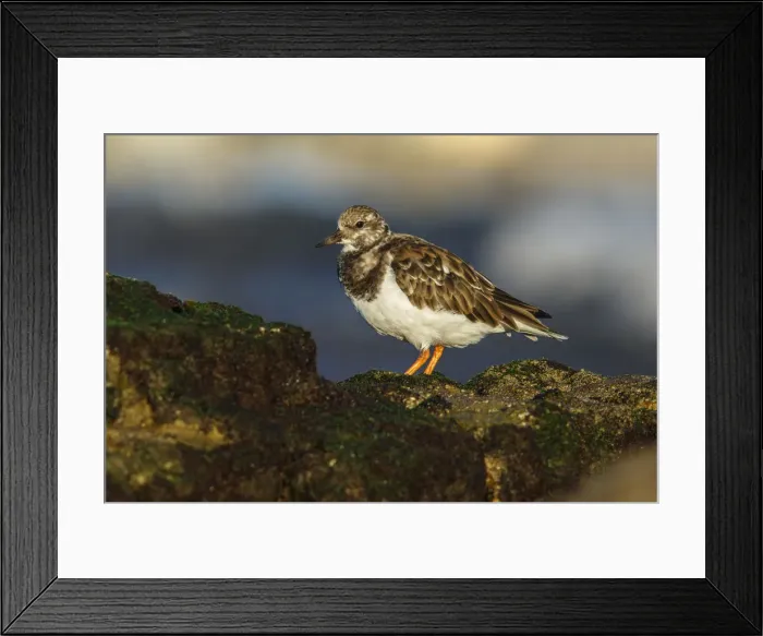 Framed Print : Picture No. 12018971 Framed Print : Picture No. 12018971