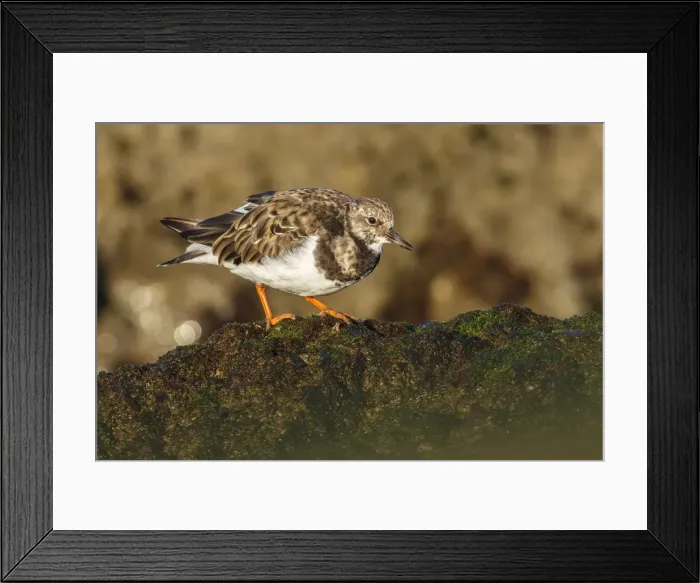 Framed Print : Picture No. 12018972 Framed Print : Picture No. 12018972