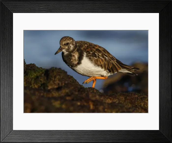 Framed Print : Picture No. 12018973 Framed Print : Picture No. 12018973