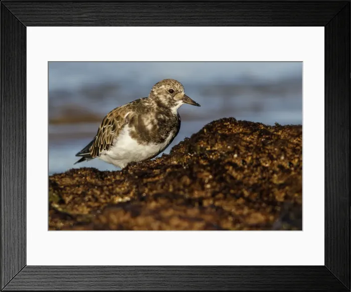 Framed Print : Picture No. 12018974 Framed Print : Picture No. 12018974