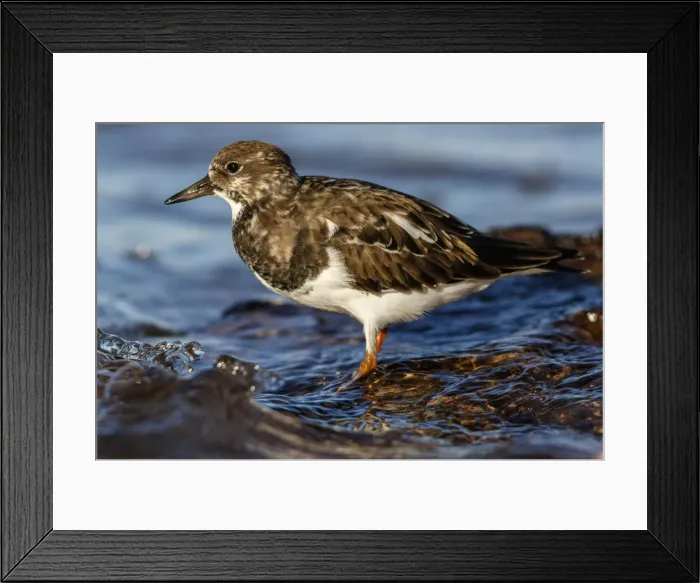 Framed Print : Picture No. 12018975 Framed Print : Picture No. 12018975