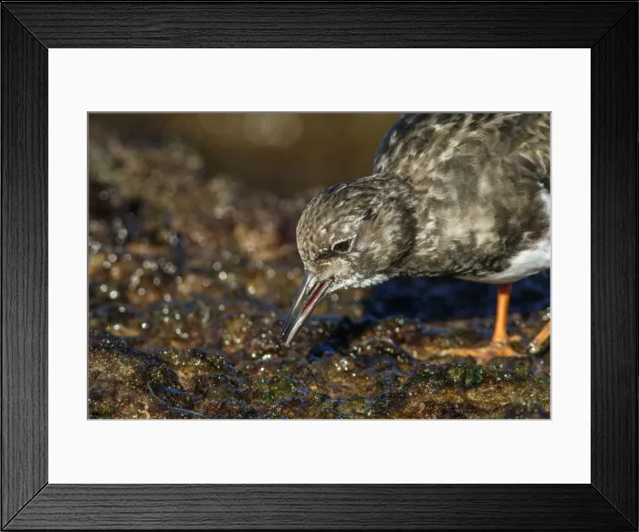Framed Print : Picture No. 12018976 Framed Print : Picture No. 12018976