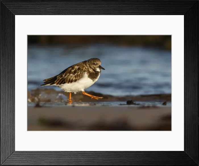 Framed Print : Picture No. 12018977 Framed Print : Picture No. 12018977