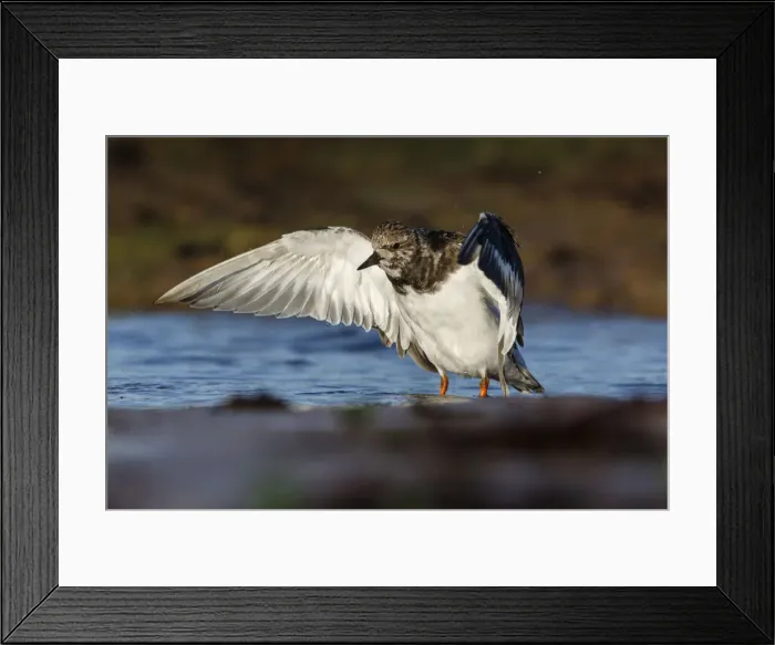Framed Print : Picture No. 12018978 Framed Print : Picture No. 12018978