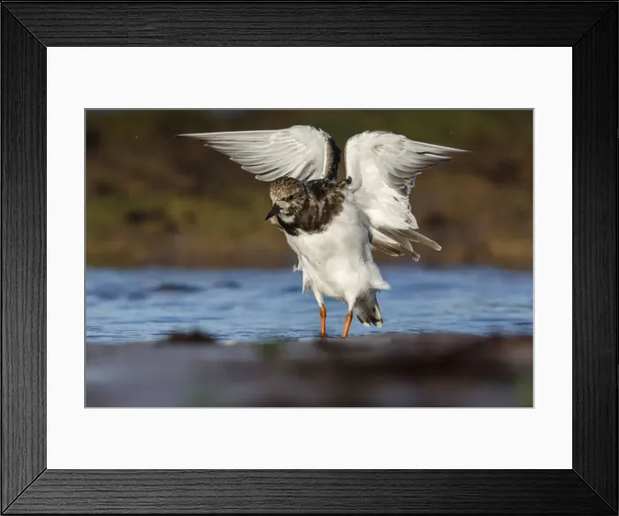 Framed Print : Picture No. 12018979 Framed Print : Picture No. 12018979