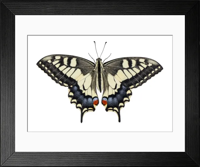 Framed Print : Picture No. 12018982 Framed Print : Picture No. 12018982